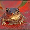 Eastern Spadefoot