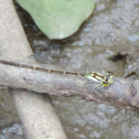 Rambur's Forktail Damselfly