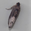 Locust Twig Borer Moth
