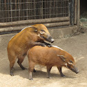 Red River Hogs