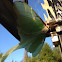 Luna moth