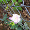 Columbine