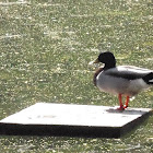 Mallard Duck