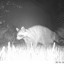 Raccoon