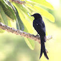 Black Drongo