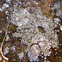 Pixie-cup Lichen