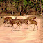 Deer