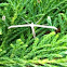 Plume Moth