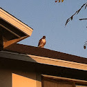 Red-tailed Hawk