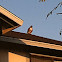 Red-tailed Hawk