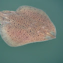 Little Skate