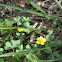 Yellow Wood Sorrel