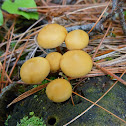 Little orange mushrooms