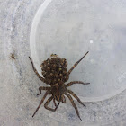 Wolf spider