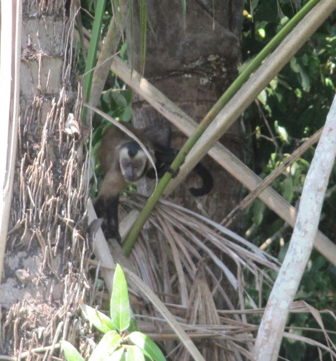 Capuchin monkey