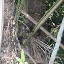 Capuchin monkey