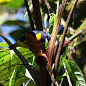 Blue-and-gold Tanager