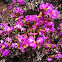 Rhododendron: Pink