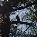 Great Horned Owl