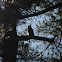 Great Horned Owl