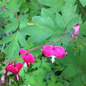 Bleeding Hearts