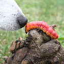 Goat Moth Caterpillar