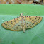 Crambid moth