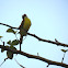 Great kiskadee