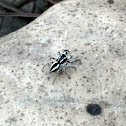 Jumping Spider