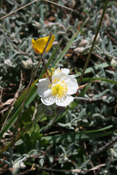 Spotting Image 1