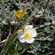 White rock-rose