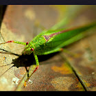 Unknown spotting