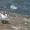 Immature Common Tern