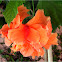 Dubble orange Hibiscus