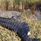 American alligator