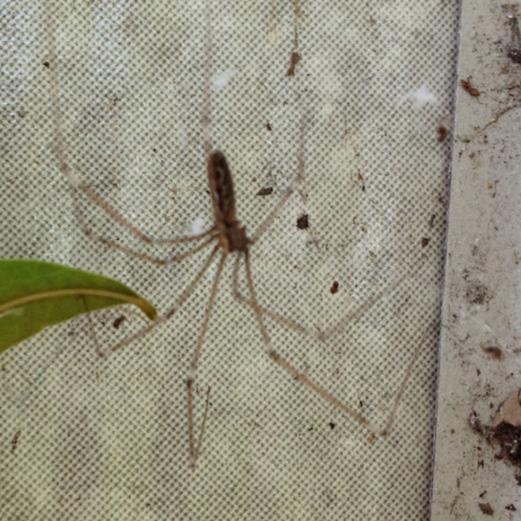 Spotting Image 1