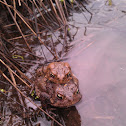 American toad