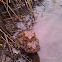 American toad