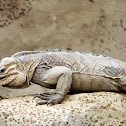 Rhinoceros Iguana