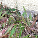 Striped Bronzeback / Bronze Tree Snake
