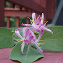 Tartarian Honeysuckle