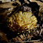 Unknown Mushroom