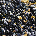 Blue mussel