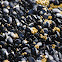 Blue mussel