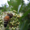 The giant honey bee