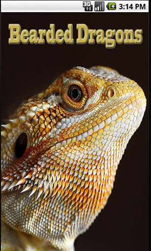 【免費生活App】Bearded Dragons-APP點子