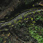Triturus marmoratus/ Limpafontes verde