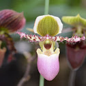 Orquídea
