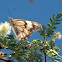 Brown-veined White