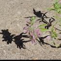 Lemon Mint, Purple Horse Mint